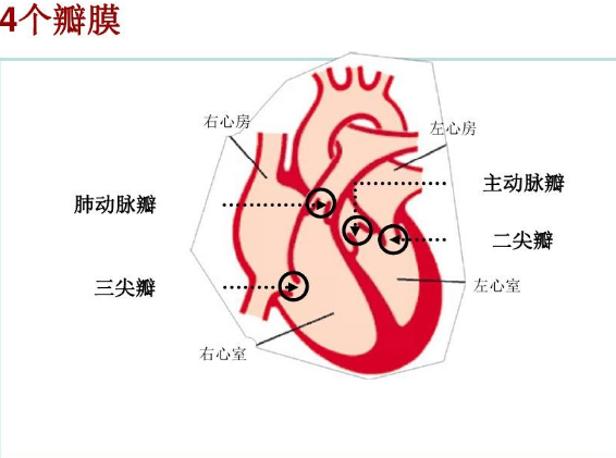 心脏瓣膜起着"单向阀"的关键作用