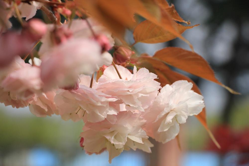 崂山仰口双樱盛开正艳